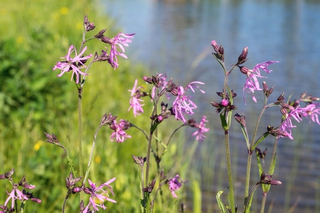wild meadow lilac flowers on green long small stalks grow on background blue waterの写真素材