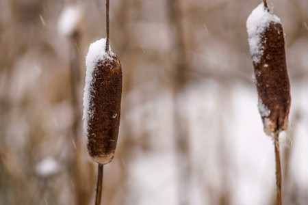 the old dry cane or reed closeup is covered with snow for a winter background and for natural wallpaperの写真素材