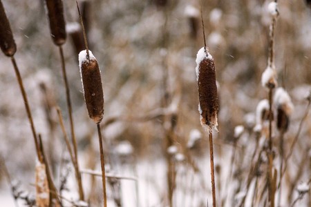 the old dry cane or reed is covered with snow for a winter background and for natural wallpaperの写真素材