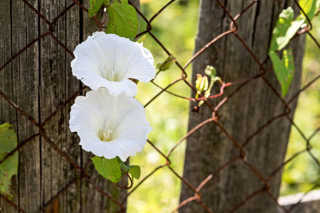 two white flower closeup on the rusty metal gauze and a blank space for the text