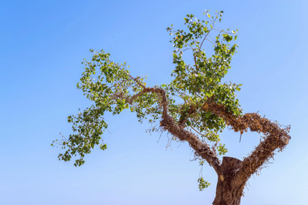 old clumsy tree with green foliage separately against the blue sky