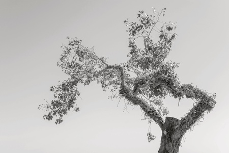 old clumsy tree with foliage separately against the sky of monochrome toneの写真素材