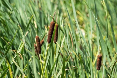 the wild grass of the blossoming cane grows and a blank space for the textの写真素材
