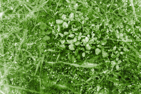 abstract texture of natural ice of transparent green color with a grass and a plant for an...