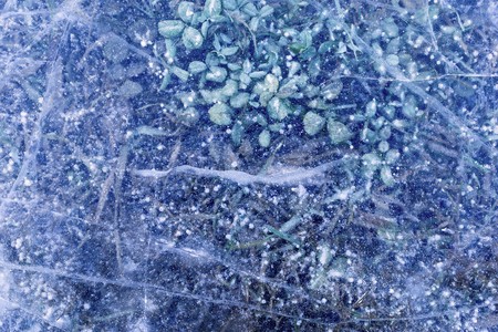 abstract texture of natural ice of transparent blue color with a grass and a plant for an backgroundの写真素材