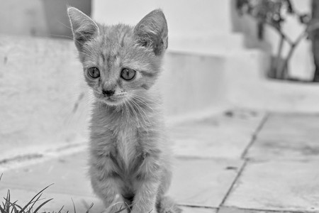 little fluffy kitten sitting closeup of monochrome gray toneの写真素材