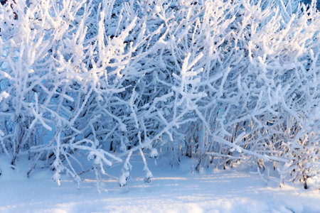 bushes or branches of trees with fluffy white snow and crystals of hoarfrost for the abstract...