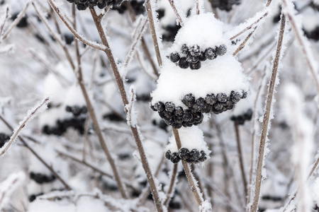 bushes of winter berry of a black mountain ash with brilliant white snow or hoarfrostの写真素材