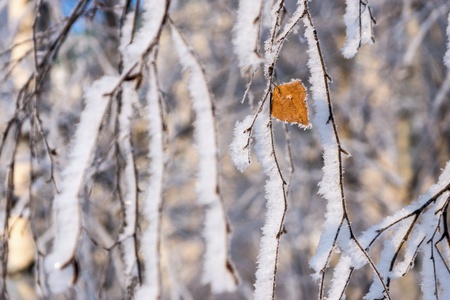 branches of trees with a lonely leaf and white brilliant snow and hoarfrost in the winter woodの写真素材