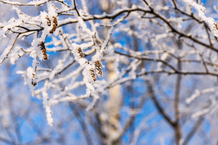 branches of trees with white brilliant snow and hoarfrost in the winter wood