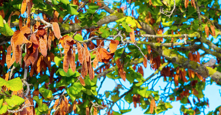 the blossoming tropical tree or bushes of a plant for a natural backgroundの写真素材