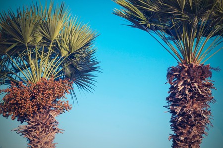 two the isolated big date palm with a fluffy green crown against the bright blue skyの写真素材
