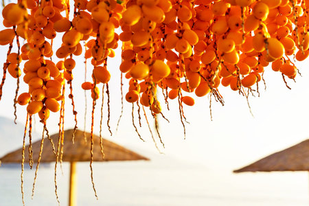 bunch of amber fruits of a date palm tree closeup on an indistinct background of a natural landscape with beach umbrellasの写真素材