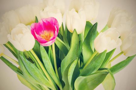 the photo with a retro effect of a bouquet from white tulips and one red flower closeupの写真素材