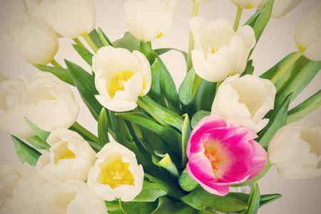 the photo with a retro effect of a bouquet from white tulips and one red flower closeupの写真素材