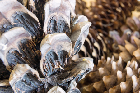 vague abstract texture a closeup of the old coniferous cone for a natural backgroundの写真素材