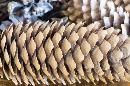 vague abstract texture a closeup of the old coniferous cone for a natural background