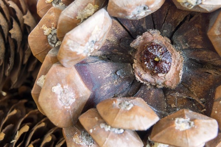 vague abstract texture a closeup of the old coniferous cone for a natural backgroundの写真素材