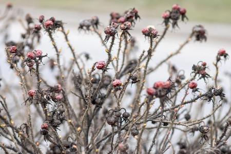 abstract prickly bushes of a dogrose with old dry berries and new escapes of young budsの写真素材