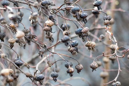 it is a lot of abstract old dry berries fruits of a prickly dogrose closeup on an indistinct...