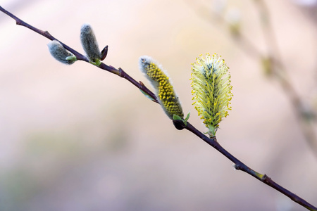 fluffy new buds or escapes of a plant on a branch of a tree or bushの写真素材