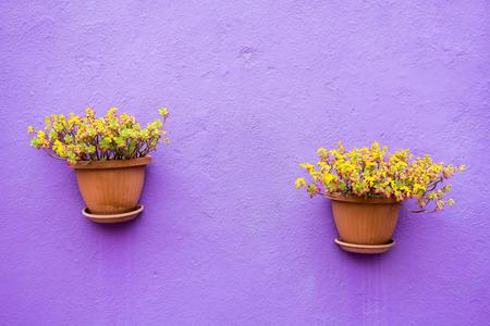 two ceramic pots with flowers or with houseplants are located isolated on the plastered stone wall and a blank space for the textの写真素材