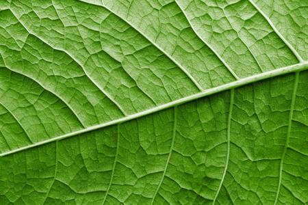 texture of a surface of a leaf of a plant with streaks closeup for a abstract natural natural background or for wallpaper of green colorの写真素材
