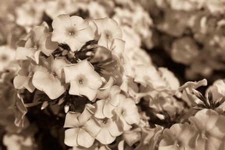 flowers phloxes of sepia color on old photo for the natural textured backgroundの写真素材
