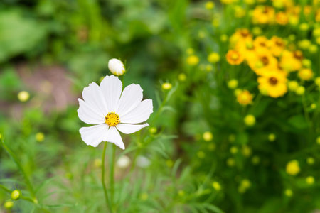 one decorative white flower is located separately a closeup on an indistinct backgroundの写真素材