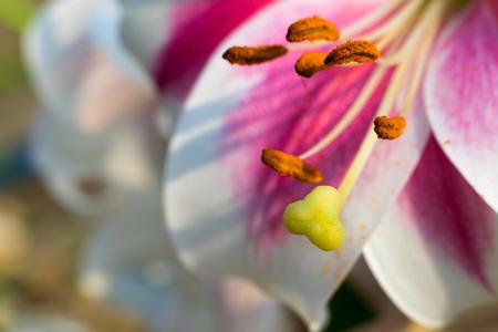 abstract pestle and stamens of a flower of a lily of white and pink color closeupの写真素材