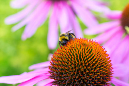 the big red flower closeup on an indistinct green background and a little insect a bumblebee creeps...