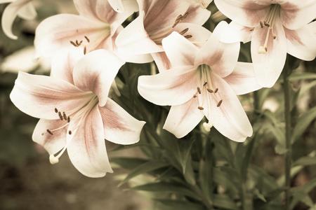 big natural bunch of flowers of a lily closeup of pale color with green leaves on old photoの写真素材