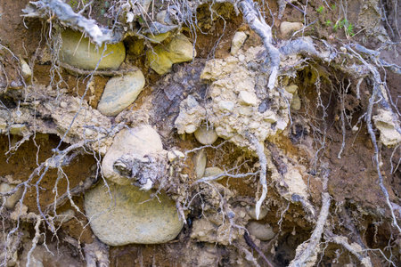 old soil with stones and with plant roots for a natural abstract backgroundの写真素材