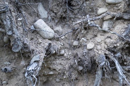 old soil with stones and with plant roots for a natural abstract background