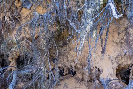 the destroyed and bound roots or rhizomes of trees closeup for an abstract and natural vegetable backgroundの写真素材