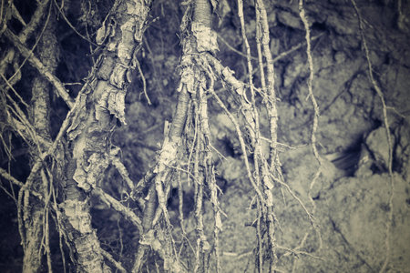 the destroyed and bound roots or rhizomes of trees closeup for an abstract and natural vegetable background of gray beige colorの写真素材