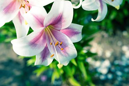 one big flower of a lily closeup of white and pink color with green leavesの写真素材