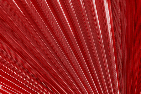 corrugated texture of a palm leaf of red color closeup or corrugated fan lines for an abstract...