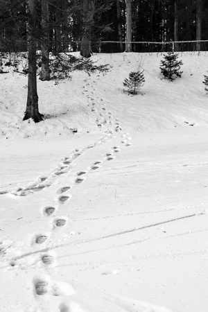 winter landscape and traces on snow on a glade in the forest park of monochrome toneの写真素材