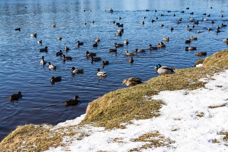 spring landscape of the natural park or reserve with the river and with birdsの写真素材