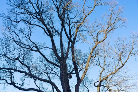 old branchy tree without foliage against the background of the blue skyの写真素材