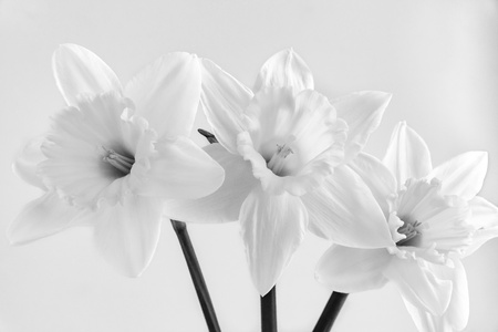 three big a narcissus flower closeup on a light background of monochrome toneの写真素材