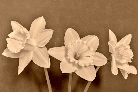 three big a narcissus flower closeup on a dark background of tone sepia