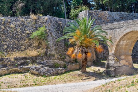 big palm tree against the background of old stone fortress with an ancient archの写真素材