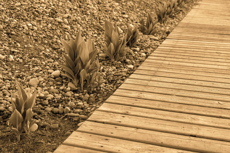 bushes of flower leaves and wooden flooring closeup on the pebble beach with sharpness in the foreground in the photo with effect sepiaの写真素材