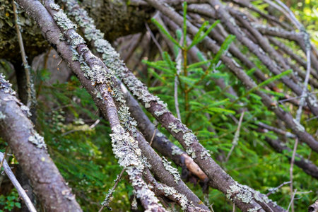 abstract rotten branches of the old fallen tree