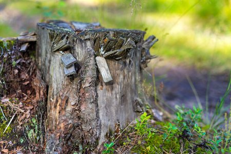 one old destroyed tree stump closeup in the foreground and against the background of indistinctの写真素材