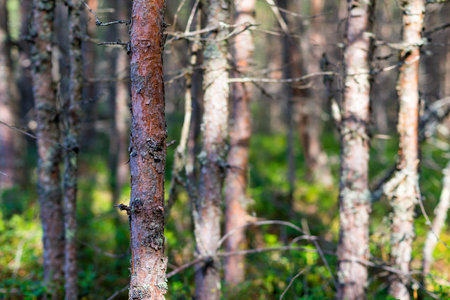 natural abstract background or landscape of the old forest with dry trees closeupの写真素材