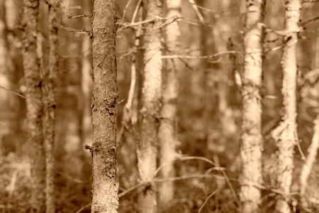 natural abstract background or landscape of the old wood with dry trees a closeup of color sepia