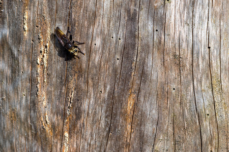 texture of an old tree and one little insect has settled down in the foregroundの写真素材